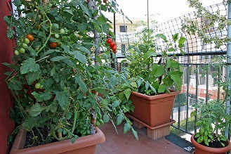 Tomatoes in Pots